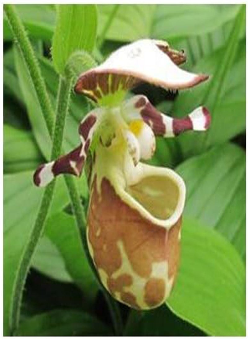 GGOOT Lovely Cypripedium Seeds Balcony Potted Bonsai Flower Seeds Flower Seeds Garden Pocket Slipper Orchid 100Pcs