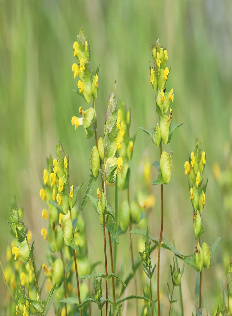 GGOOT Seeds Ltd Yellow Rattle Wild Flower Seeds  - Image 3