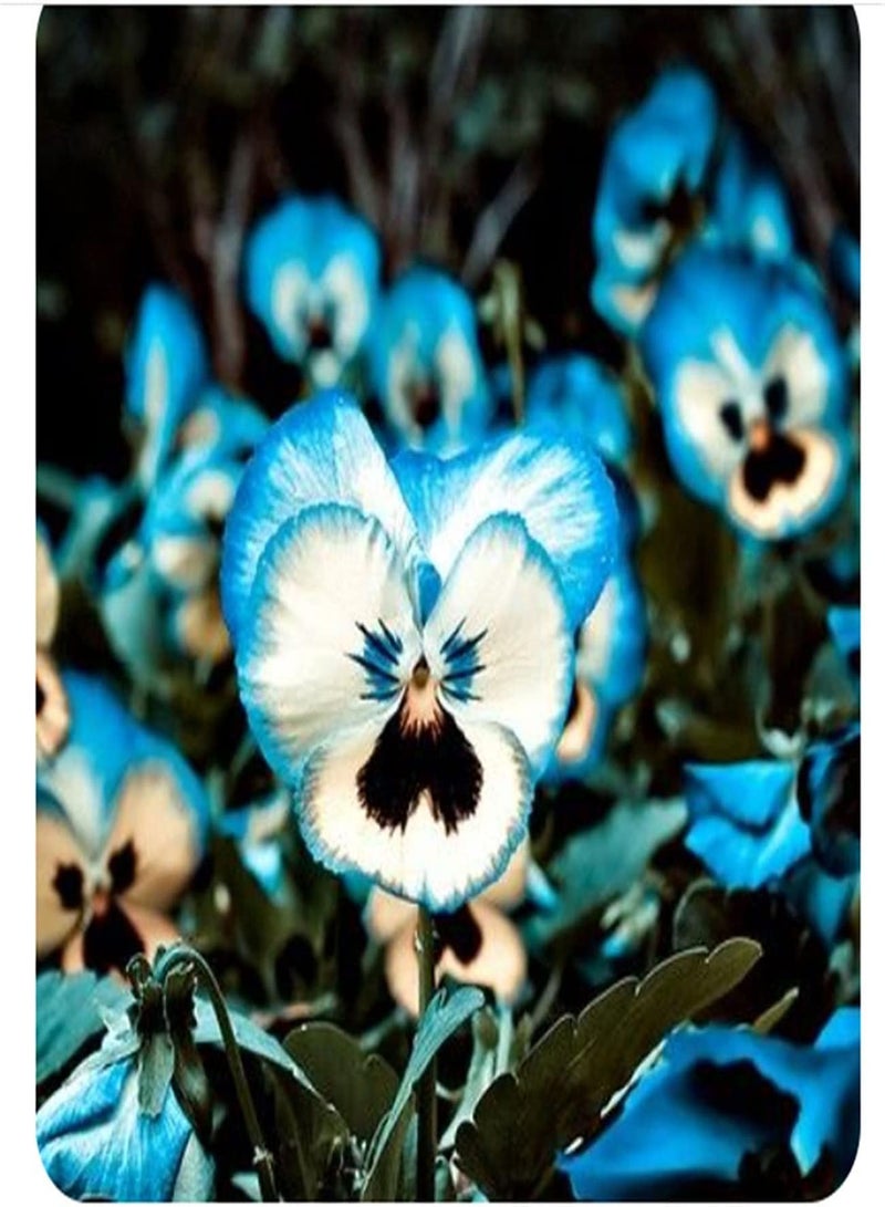 GGOOT Pansy Seeds UK/Heirloom Garden Seeds/Can Be Preserved/Potted Garden Plants/Aromatic Beautiful Flower Seed - Image 1