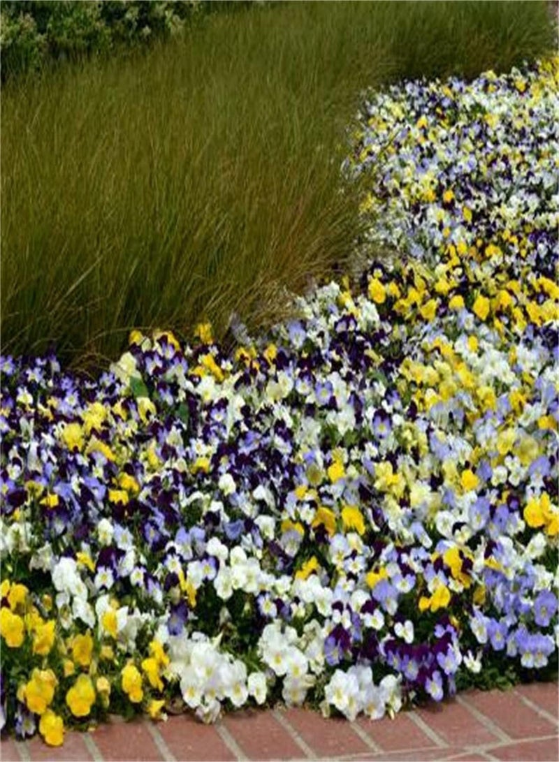 GGOOT Pansy Seeds UK/Heirloom Garden Seeds/Can Be Preserved/Potted Garden Plants/Aromatic Beautiful Flower Seed - Image 2