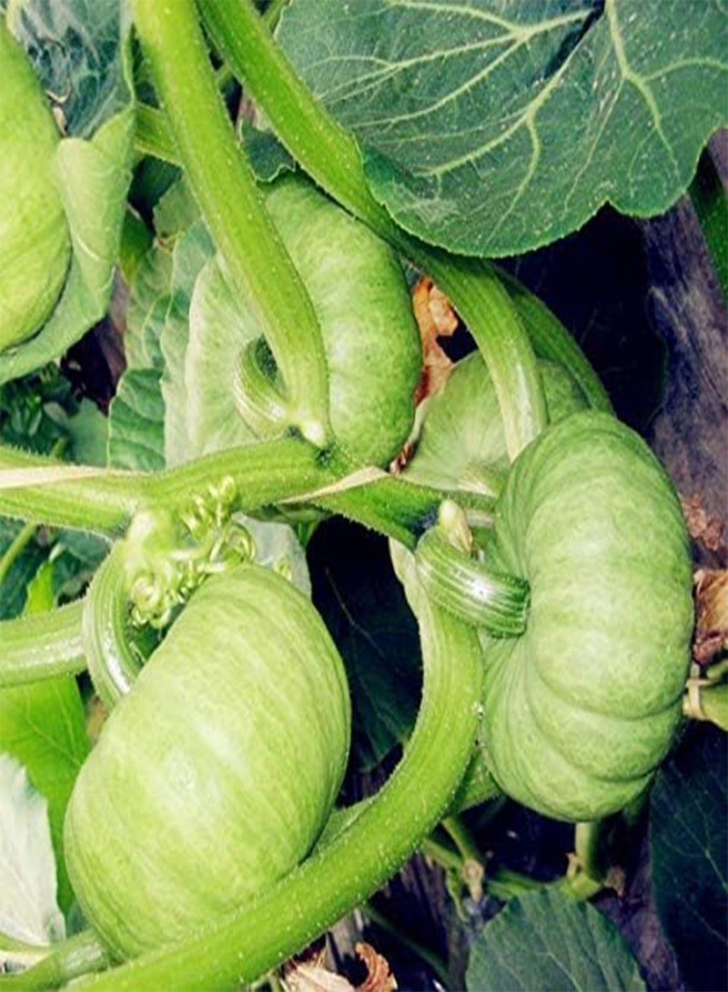 GGOOT Pumpkin Vegetable Seeds for Home Garden 10 Pcs/Bag; Color5