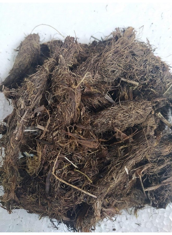 Roods Fresh جذور جاتامانسي الطازجة | بالشاد - ناردوستاشيس جاتامانسي - نارد هندي (50 جرام) - Image 2