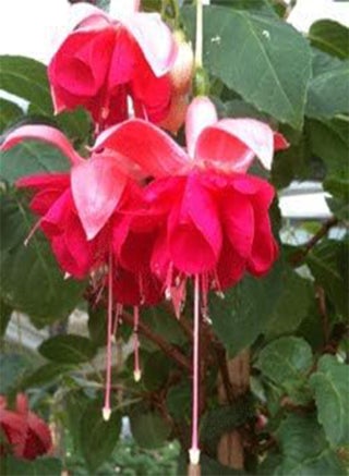 Fresh 100 pcs Double Petals Fuchsia Flower Seeds for Planting red - pzsku/Z944147272FA068B5CBF8Z/45/1749219894/e6d1a810-2539-4fb8-9d4e-fc330630ab65