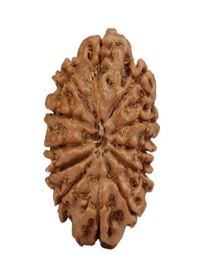 IRIS GEMS Rudraksha 12 Mukhi Original Lab Certified 12 Mukhi Rudraksha Pendant Nepal 12 मुखी नेपाल रुद्राक्ष Barah Mukhi Rudrakshas For Men & Women Twelve Face Rudrakshaa - Image 2