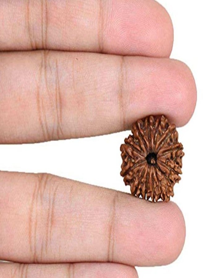 IRIS GEMS Rudraksha 12 Mukhi Original Lab Certified 12 Mukhi Rudraksha Pendant Nepal 12 मुखी नेपाल रुद्राक्ष Barah Mukhi Rudrakshas For Men & Women Twelve Face Rudrakshaa - Image 3