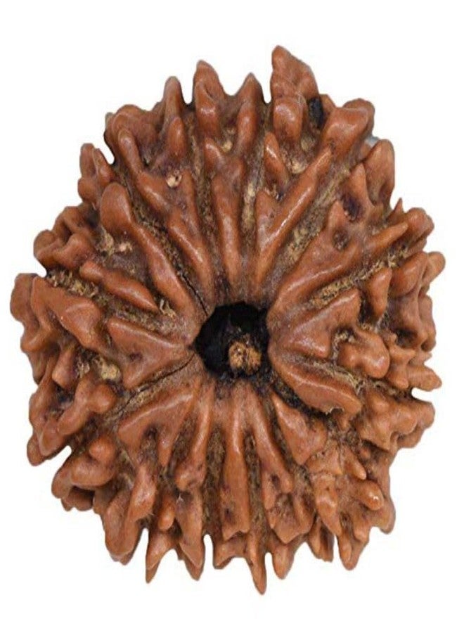IRIS GEMS Rudraksha 12 Mukhi Original Lab Certified 12 Mukhi Rudraksha Pendant Nepal 12 मुखी नेपाल रुद्राक्ष Barah Mukhi Rudrakshas For Men & Women Twelve Face Rudrakshaa - Image 4