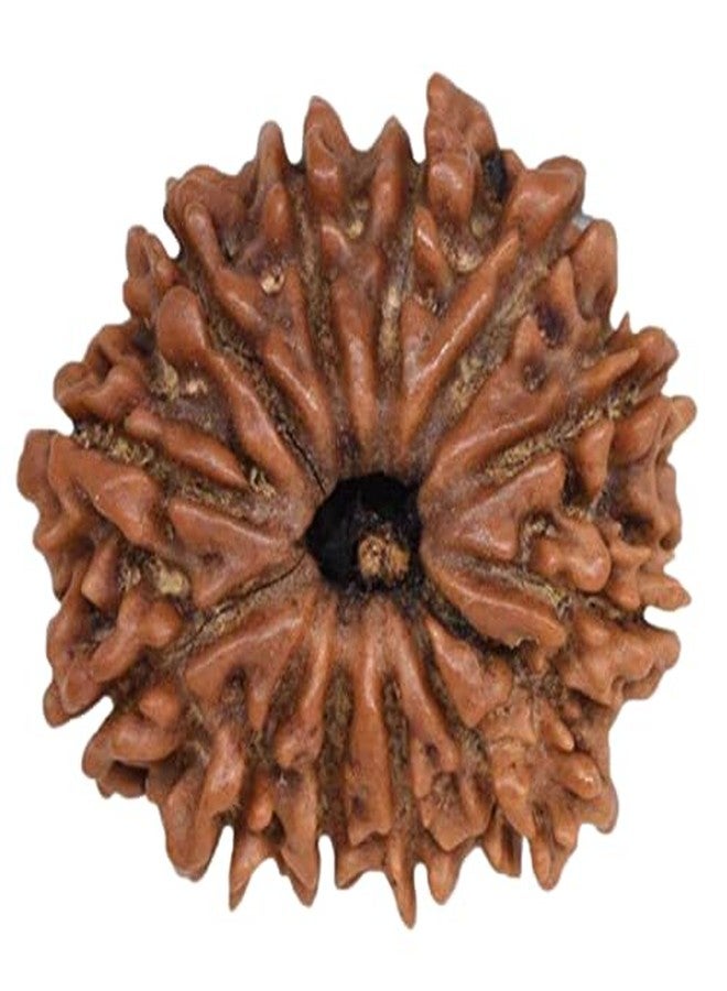 IRIS GEMS Rudraksha 12 Mukhi Original Lab Certified 12 Mukhi Rudraksha Pendant Nepal 12 मुखी नेपाल रुद्राक्ष Barah Mukhi Rudrakshas For Men & Women Twelve Face Rudrakshaa - Image 1