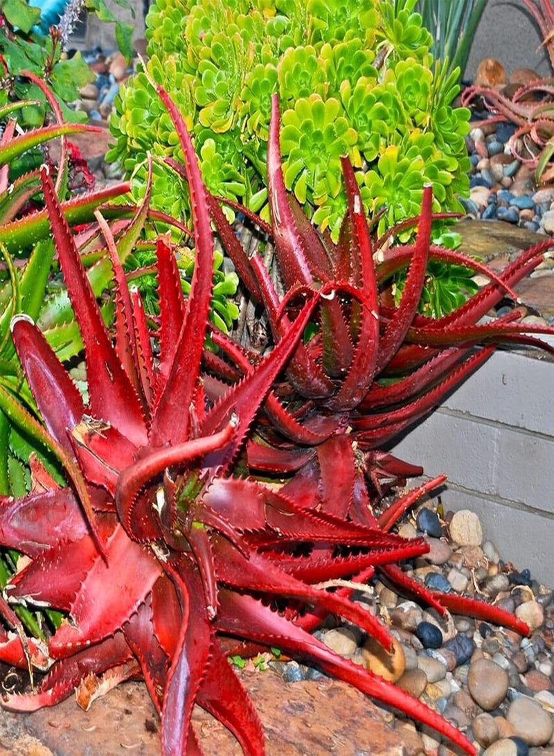 GGOOT Green Garden Flower Plants-50Pcs/Bag Red Aloe Vera Seeds Easy Planting High Germination Evergreen Viable Succulent Plant Seedlings for Roof - Seed  - Image 2
