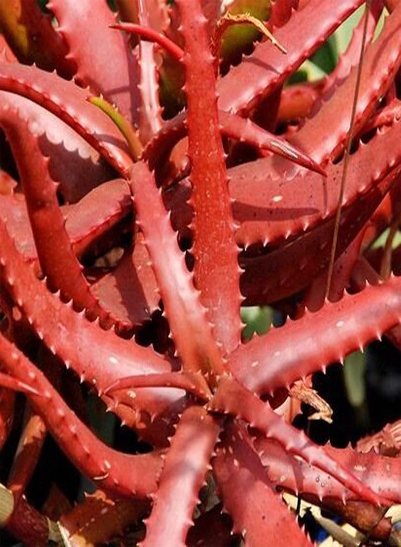 GGOOT Green Garden Flower Plants-50Pcs/Bag Red Aloe Vera Seeds Easy Planting High Germination Evergreen Viable Succulent Plant Seedlings for Roof - Seed  - Image 1