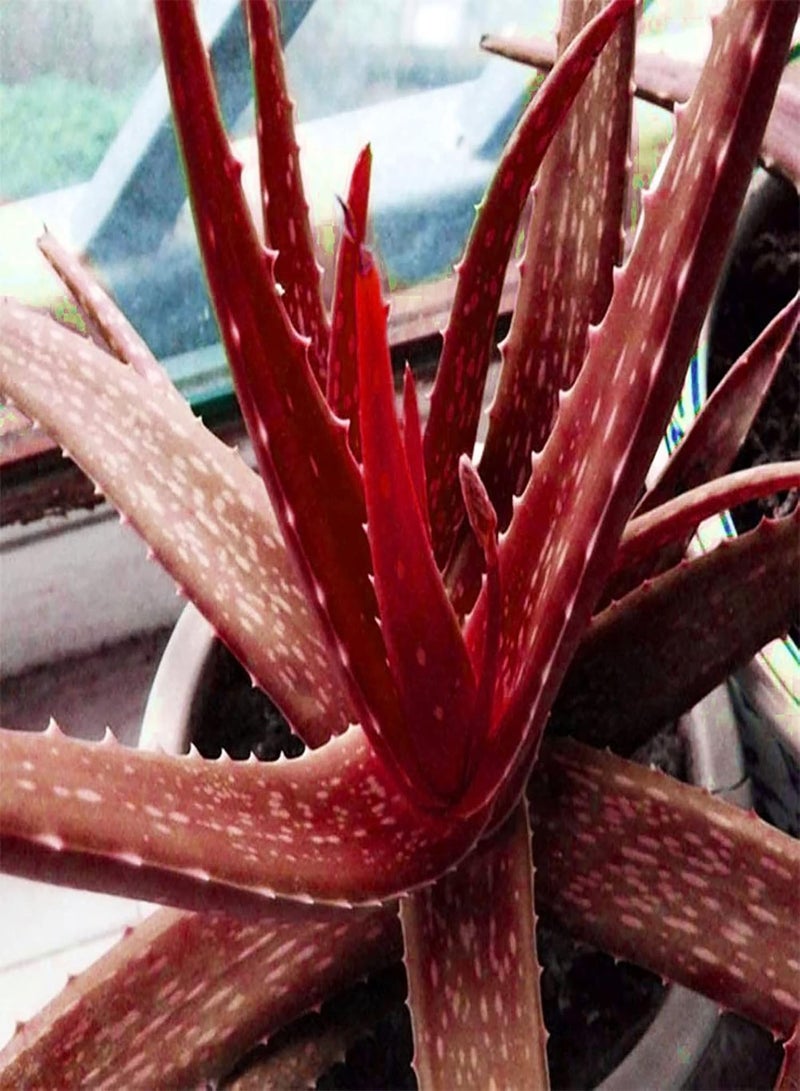 GGOOT Green Garden Flower Plants-50Pcs/Bag Red Aloe Vera Seeds Easy Planting High Germination Evergreen Viable Succulent Plant Seedlings for Roof - Seed  - Image 3