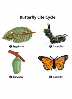KASTWAVE Butterfly Life Cycle Kit Lifestyle Stages of Monarch Butterfly Teaching Tools for Kids, Students  - Image 2