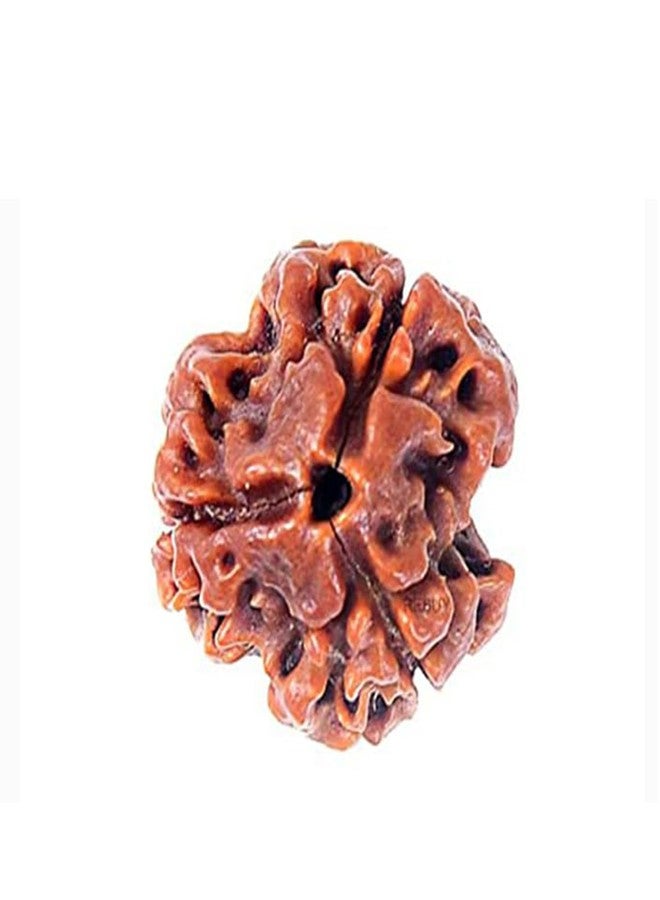 PRAYVERSE 03 Mukhi Rudraksha أصلي مع شهادة - Image 1