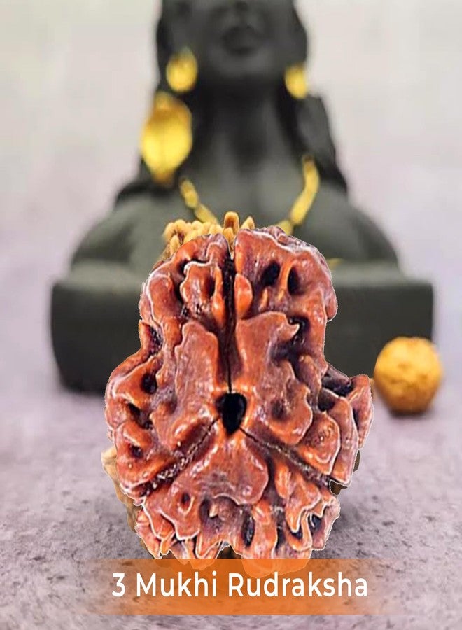 PRAYVERSE 03 Mukhi Rudraksha أصلي مع شهادة - Image 3