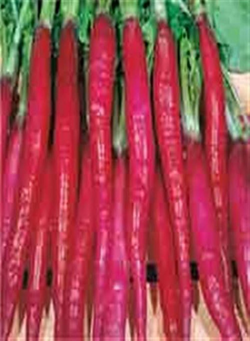 GGOOT Italian Heirloom Heritage Radish Seeds Candela DI Fuoco RED FIRE Candle Certified  Organic Grower