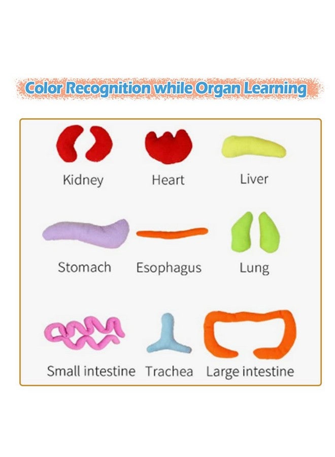 KAKIBLIN Anatomy Toys for Kids, Body Organs, Human Body Model for Kids, Preschool Educational Organ Plush,Science Learning Kits, Body Organ Science Kits Sensory Toys for Boys Girls - Image 4