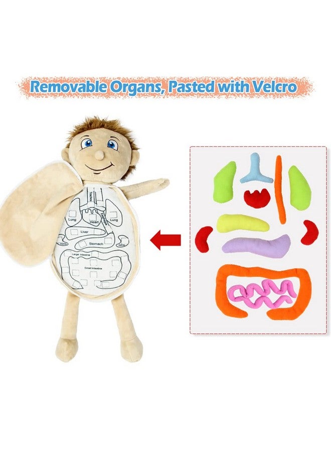 KAKIBLIN Anatomy Toys for Kids, Body Organs, Human Body Model for Kids, Preschool Educational Organ Plush,Science Learning Kits, Body Organ Science Kits Sensory Toys for Boys Girls - Image 3