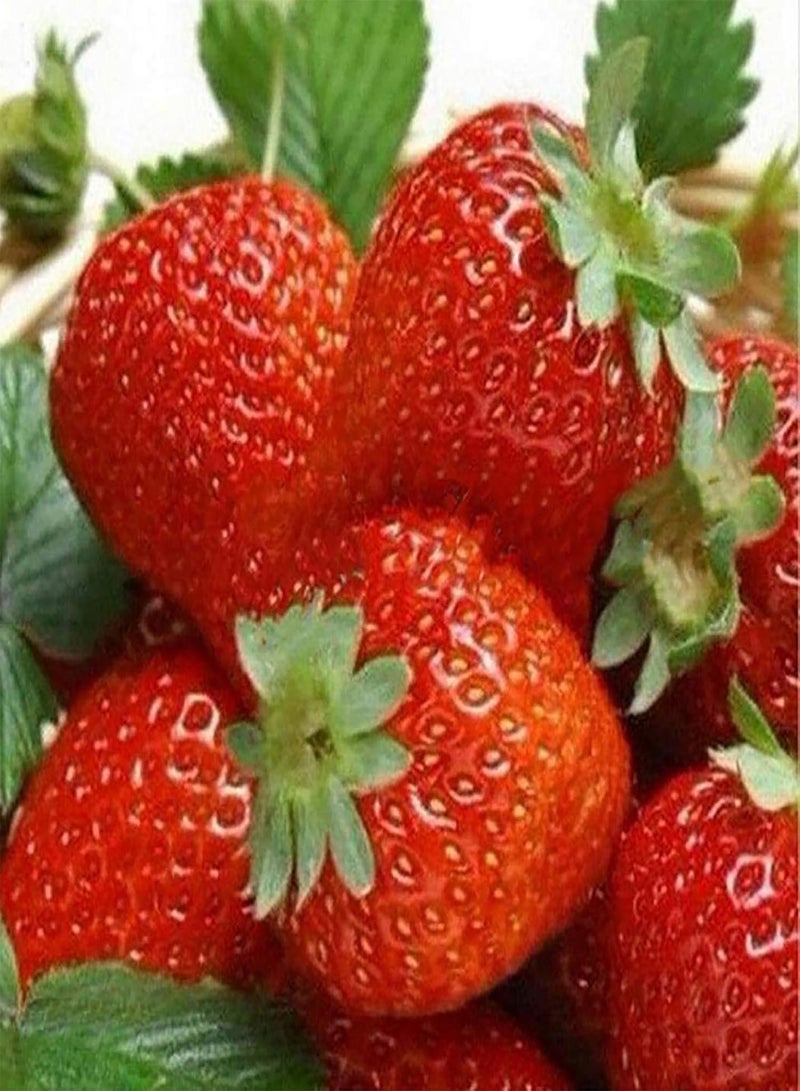 GGOOT 250Pcs Strawberry Plant seeds Delicious Easy Germination Fresh Natural Mini Fruit seeds Garden Accessories Red - Image 4