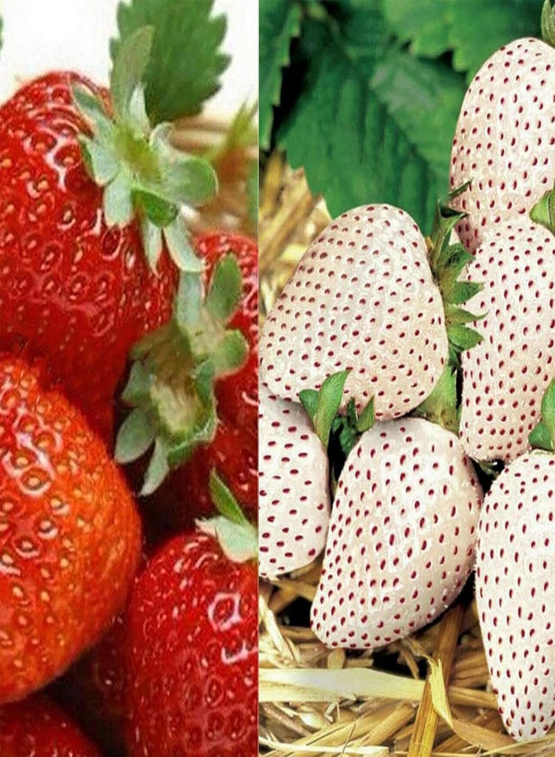 GGOOT 250Pcs Strawberry Plant seeds Delicious Easy Germination Fresh Natural Mini Fruit seeds Garden Accessories Red - Image 3