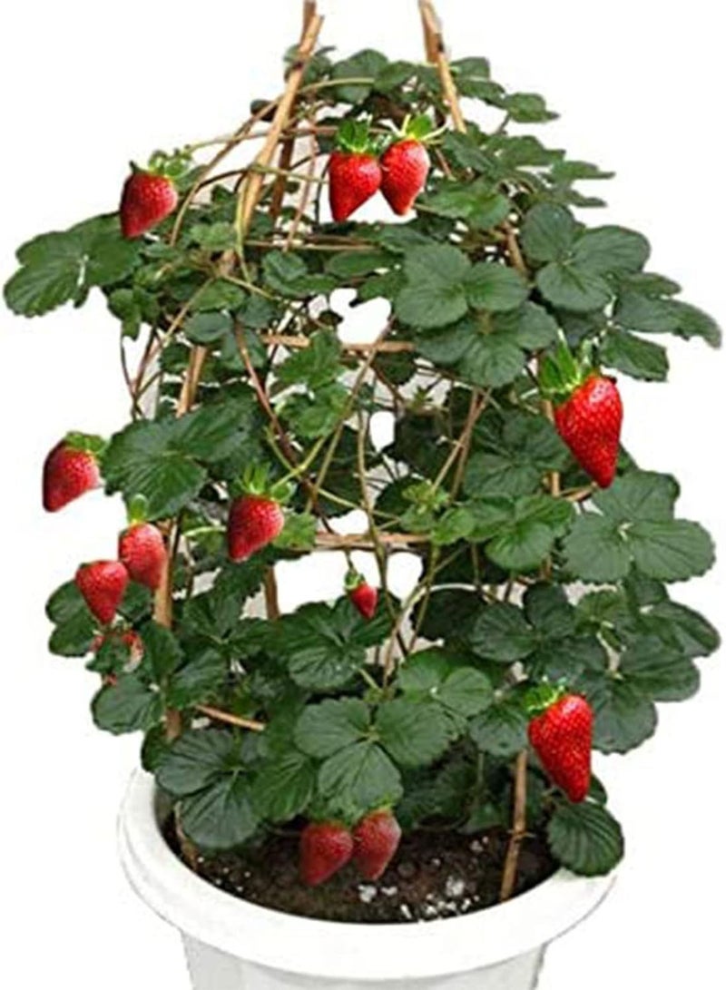 GGOOT 250Pcs Strawberry Plant seeds Delicious Easy Germination Fresh Natural Mini Fruit seeds Garden Accessories Red - Image 5