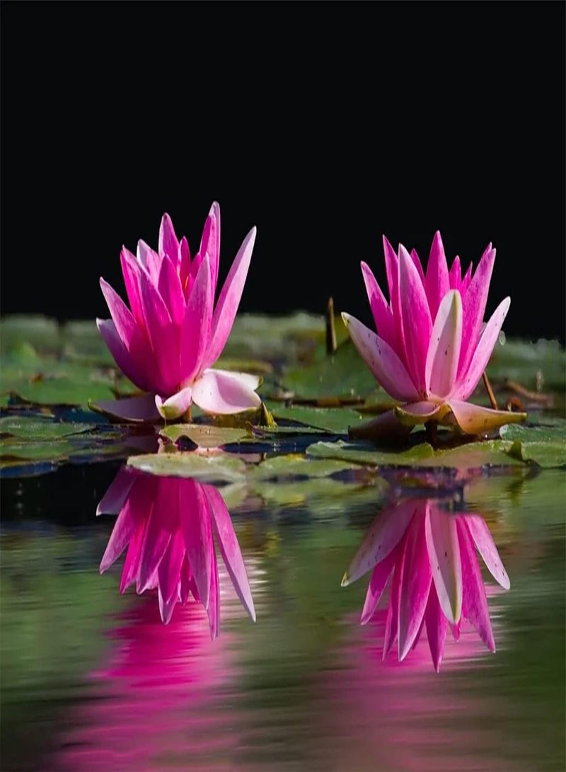 GGOOT 20pcs graines de Lotus Rose vivaces jardinières d'étang de Jardin décorations de Jardin uniques avec valeur ornementale exotique à faible entretien  - Image 2