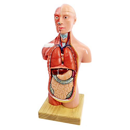 Generies 2025 New Human Body Model for Kids - 11 Inch 15 Pcs Removable 3D Human Torso Anatomy With Heart Brain Skeleton Head for Medical Student Learning, Education Display, Wooden Base, Ages 4+ - Image 5