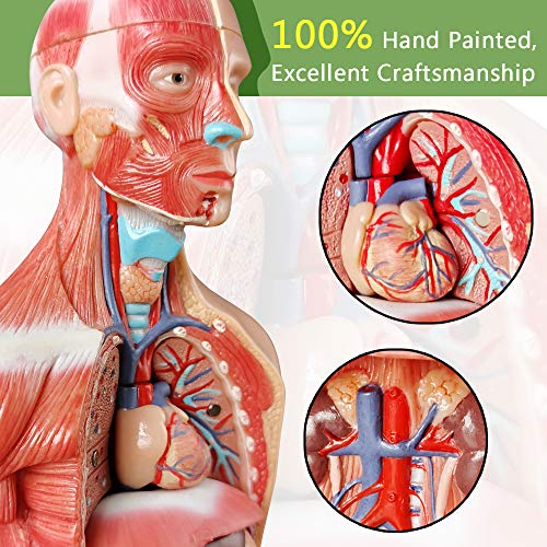 Generies 2025 New Human Body Model for Kids - 11 Inch 15 Pcs Removable 3D Human Torso Anatomy With Heart Brain Skeleton Head for Medical Student Learning, Education Display, Wooden Base, Ages 4+ - Image 2