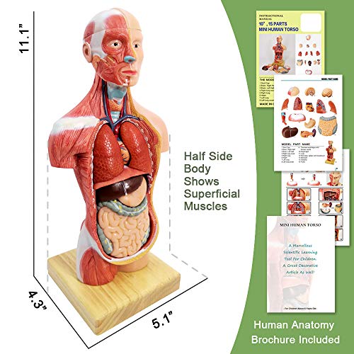 Generies 2025 New Human Body Model for Kids - 11 Inch 15 Pcs Removable 3D Human Torso Anatomy With Heart Brain Skeleton Head for Medical Student Learning, Education Display, Wooden Base, Ages 4+ - Image 4
