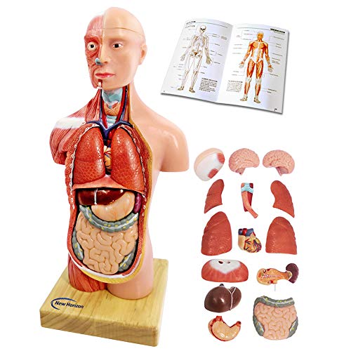 Generies 2025 New Human Body Model for Kids - 11 Inch 15 Pcs Removable 3D Human Torso Anatomy With Heart Brain Skeleton Head for Medical Student Learning, Education Display, Wooden Base, Ages 4+ - Image 1