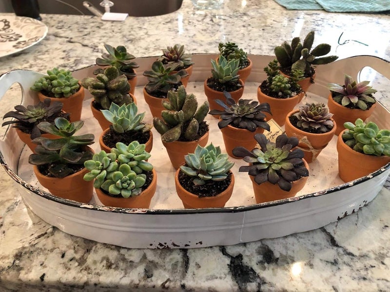 Winlyn 72 Pcs Small Mini Clay Pots  2 Terracotta Pot Ceramic Pottery Planter Terra Cotta Flower Pot Succulent Nursery Pots Great for Windowsill Cactus Plant Crafts Wedding Favors Baby Shower  - Image 4