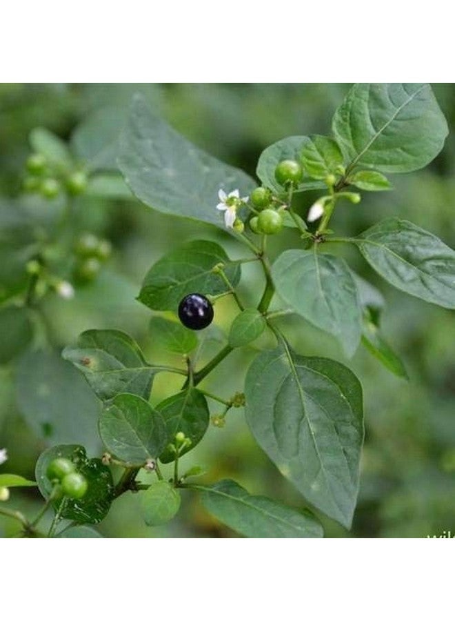 neotea مسحوق نيتويا ماناثاكالي، 300 جرام - Image 2