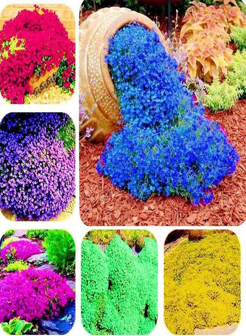 GGOOT 200Pcs/Bag Seeds Eco-Friendly Fast Growing Fresh Decorative Watercress Flower Seeds for Home Seeds Flourishing for Yard - Image 2