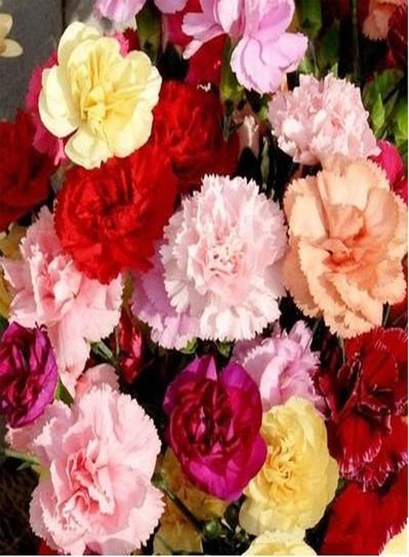 جي جوت 100 قطعة من بذور القرنفل المختلطة، زهور زينة غريبة للحديقة الداخلية والخارجية وزراعة الشرفات، زهور ملونة لإنشاء حديقة كلاسيكية نابضة بالحياة