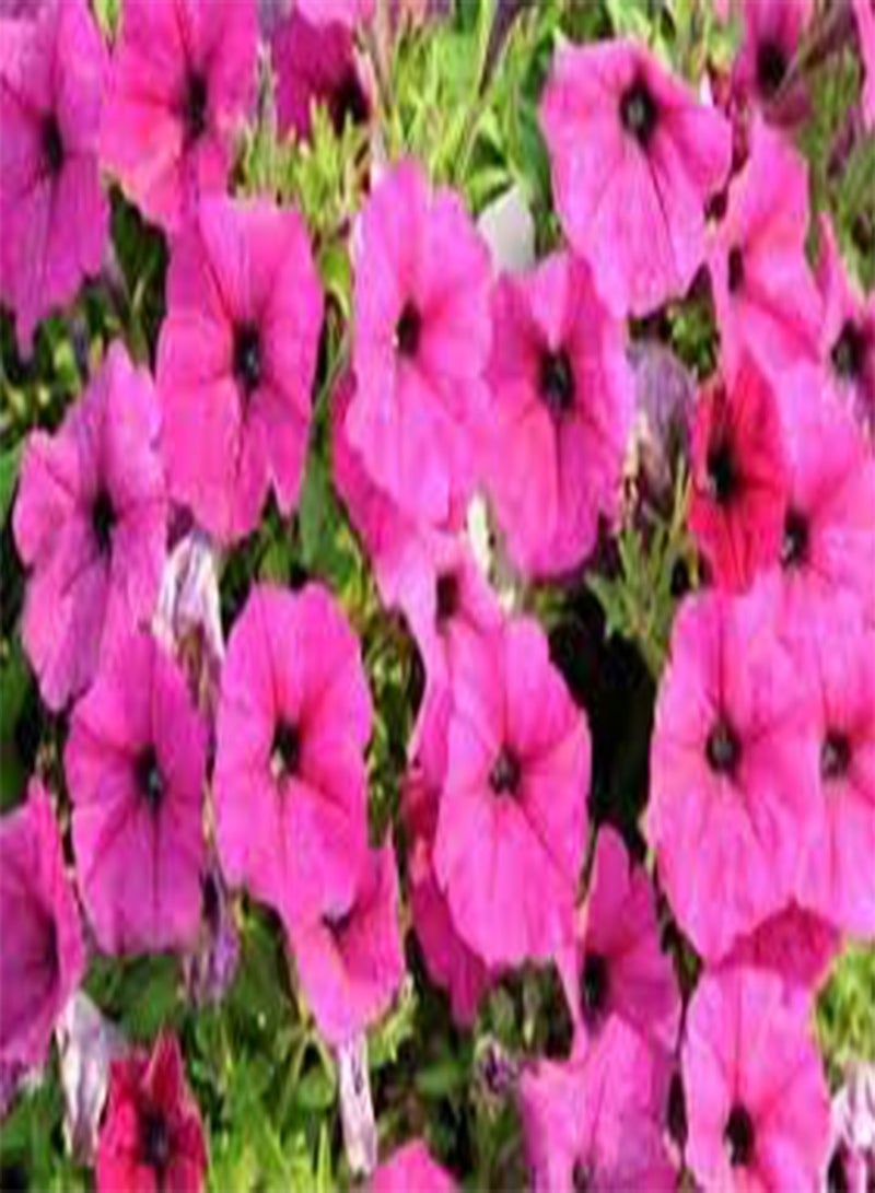 seeds Fresh 200pcs Hanging  Flowers seeds for Planting Pink