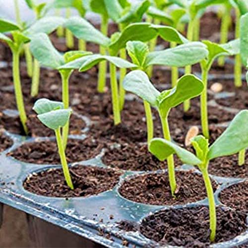 Hydrofarm Jump Start MT10006, 17 Watt UL Certified Seedling, 8.875"x19.5", Black - Image 5