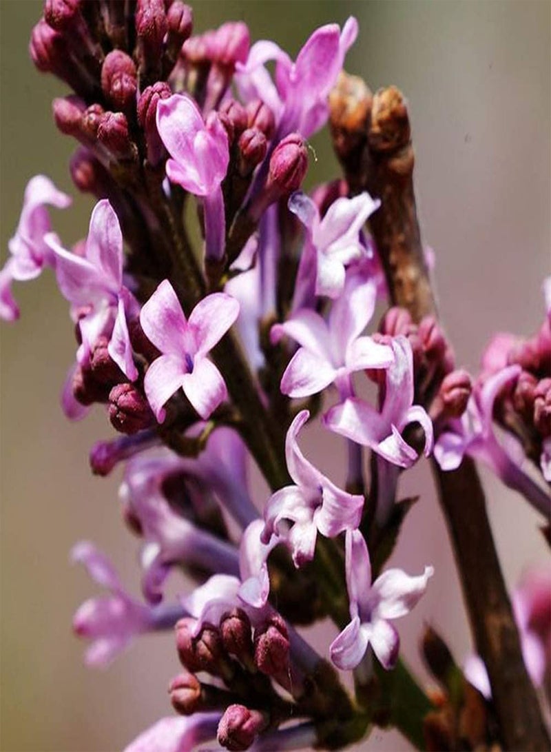 جي جوت 150 قطعة من بذور الليلك للزراعة الخارجية، أزهار غريبة معمرة بتلات ملونة تخلق مناظر طبيعية جميلة مناسبة للمبتدئين - Image 2