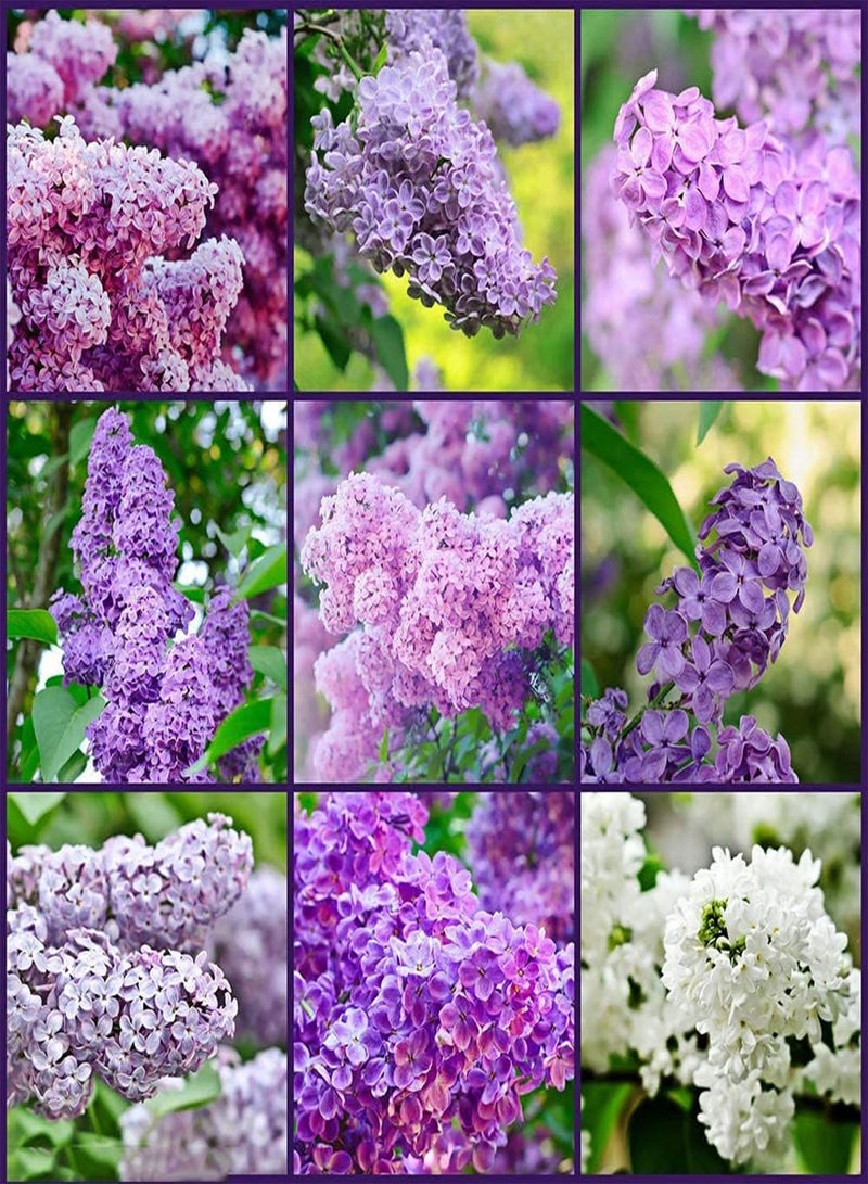 جي جوت 150 قطعة من بذور الليلك للزراعة الخارجية، أزهار غريبة معمرة بتلات ملونة تخلق مناظر طبيعية جميلة مناسبة للمبتدئين - Image 1