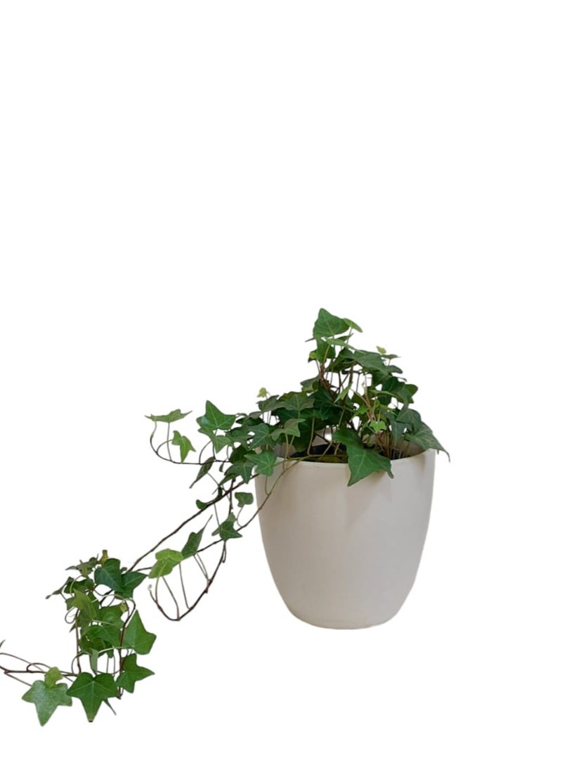 Shatla Shop English ivy with beige pot 