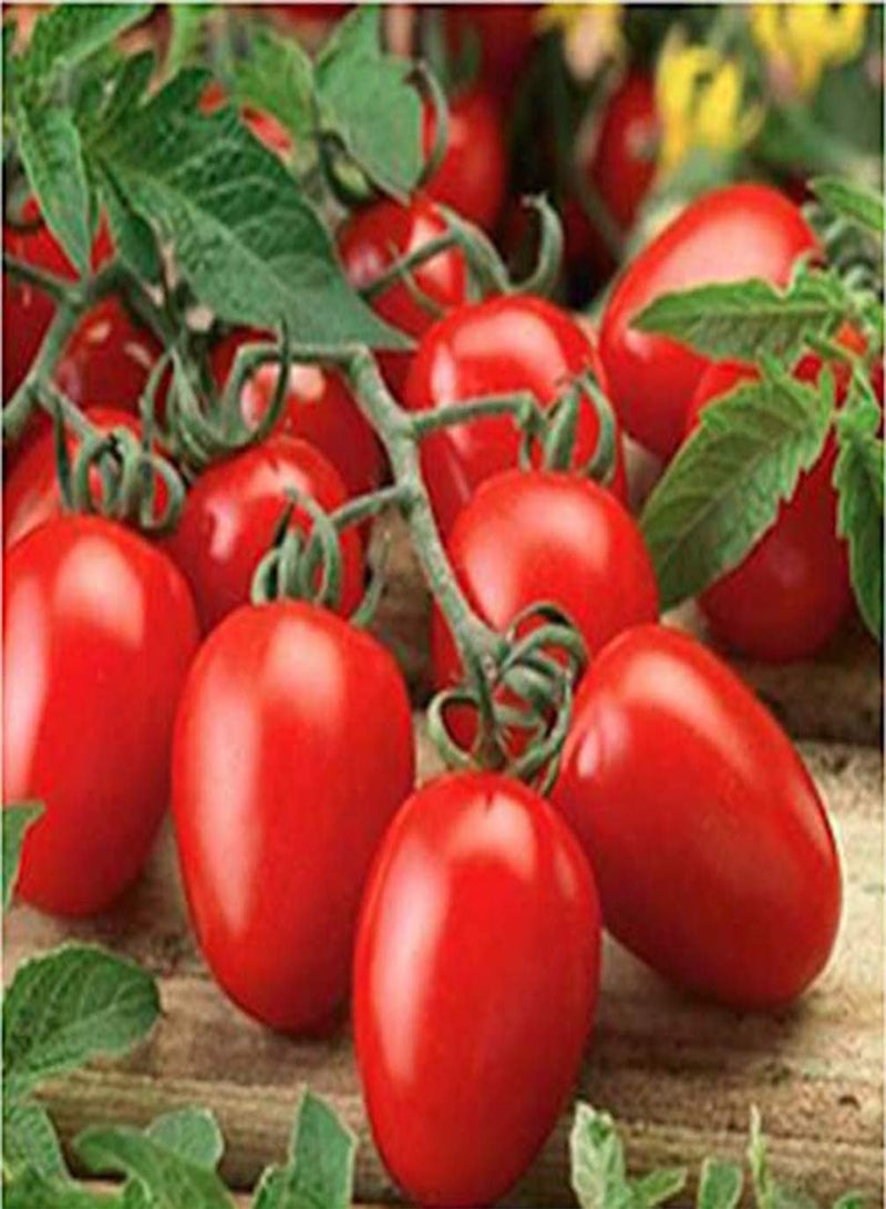 GGOOT 300Pcs Tomato Seeds, Premium Heirloom Vegetable Seeds One of The Most Delicious Tomatoes for Home Growing - Image 2