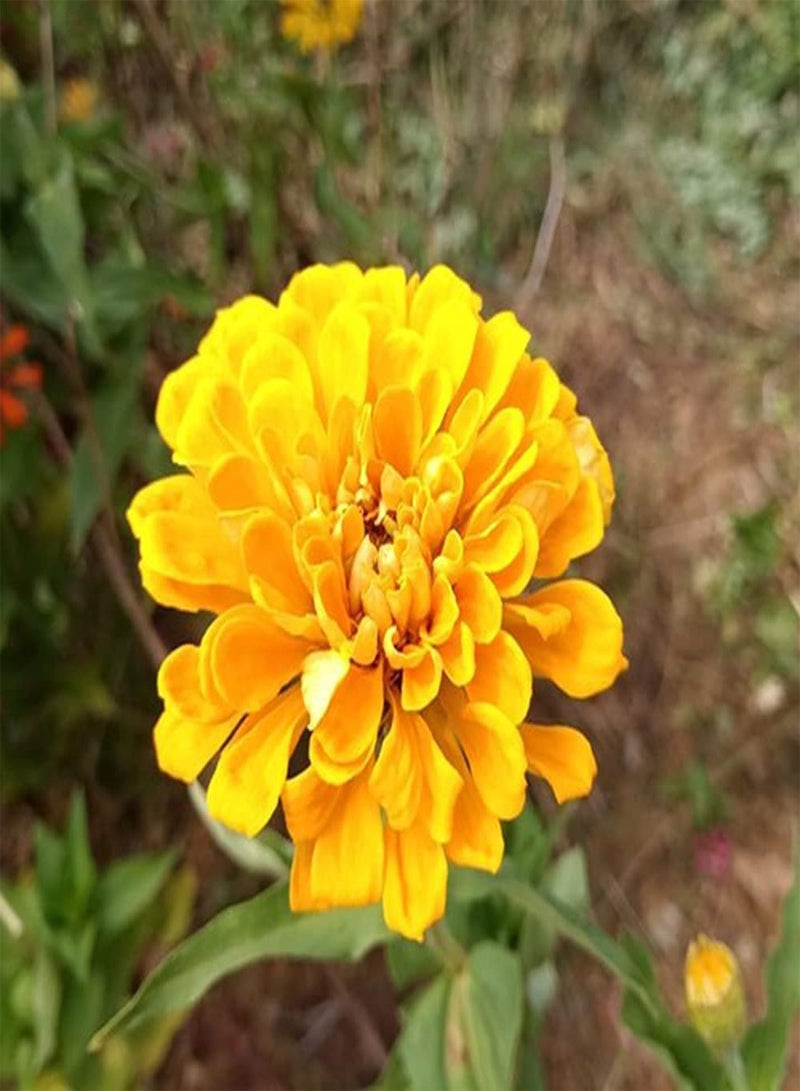 GGOOT 50pcs Yellow Bright Annual Zinnia Seeds for Planting Indoors Outdoors Excellent Ornamental Flowers Suitable Appreciate with Family Friends - Image 2