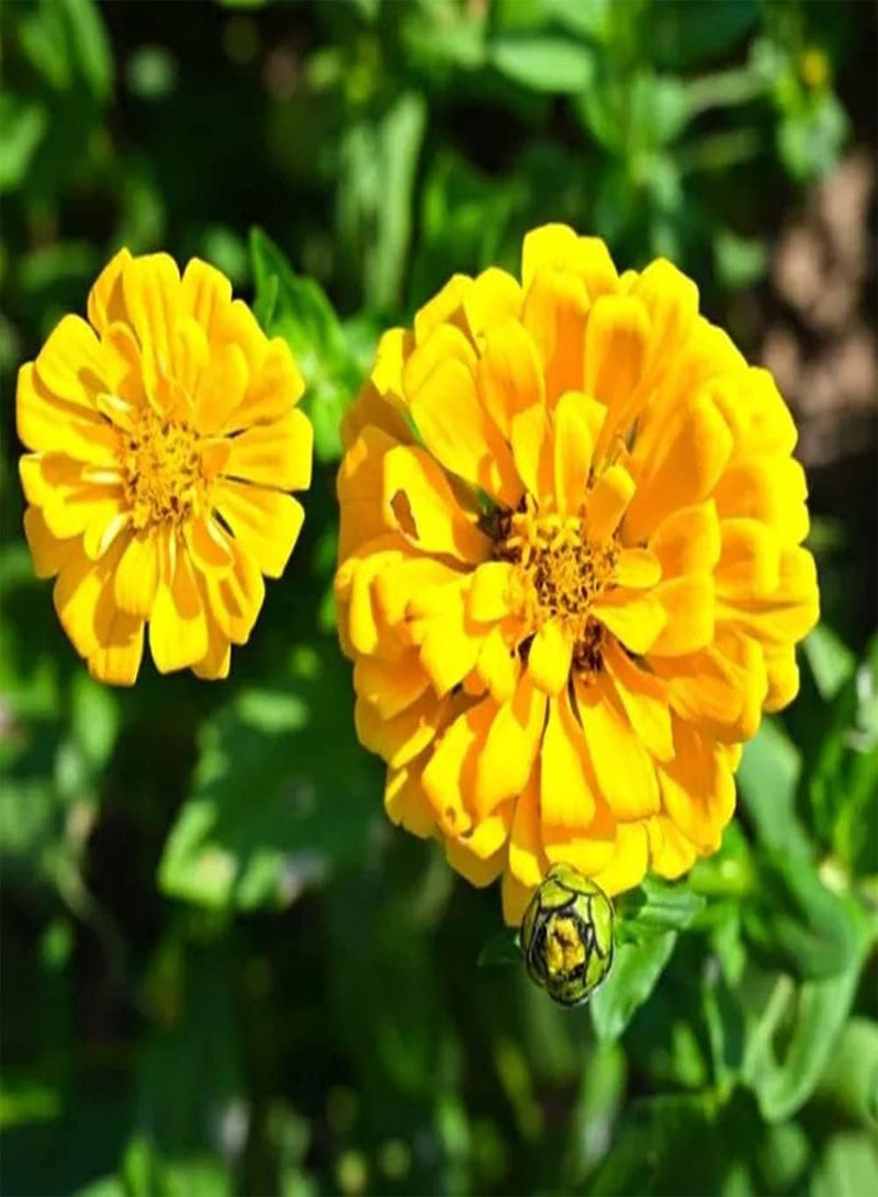 GGOOT 50pcs Yellow Bright Annual Zinnia Seeds for Planting Indoors Outdoors Excellent Ornamental Flowers Suitable Appreciate with Family Friends - Image 3