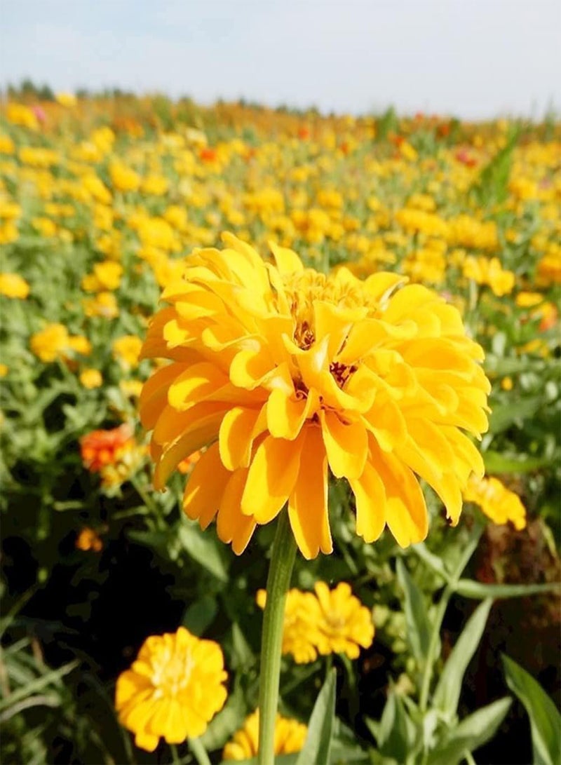 GGOOT 50pcs Yellow Bright Annual Zinnia Seeds for Planting Indoors Outdoors Excellent Ornamental Flowers Suitable Appreciate with Family Friends - Image 1