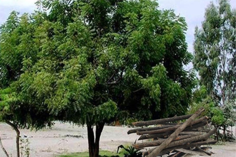 JETHIYA Organic Natural Neem Tree Wood Pure Dry Neem Wood Neem Ki Sukhi Lakdi Havan Samidha Kund Stick for Puja and Havan Samagri Navagraha Peace Medicinal use 4 kg - Image 5