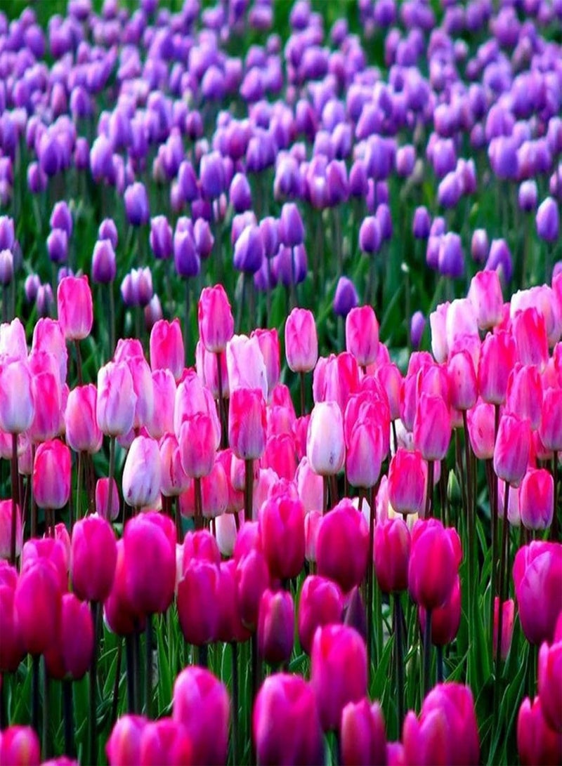 GGOOT Seed for Planting,50Pcs Tulip Seeds Garden Balcony Outdoor Bonsai Perfume Flower Perennial Plant-Black Tulip Seeds-50pcs - Image 4