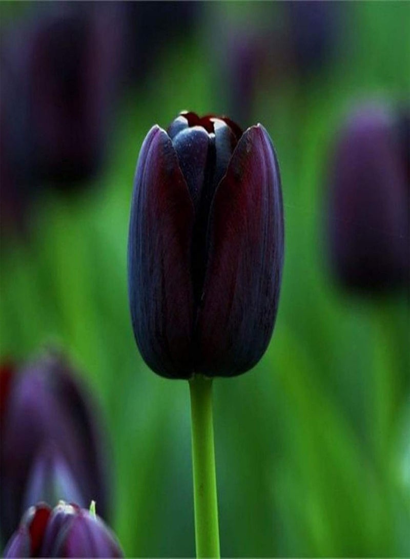 GGOOT Seed for Planting,50Pcs Tulip Seeds Garden Balcony Outdoor Bonsai Perfume Flower Perennial Plant-Black Tulip Seeds-50pcs - Image 1