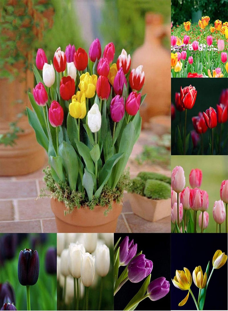 GGOOT Seed for Planting,50Pcs Tulip Seeds Garden Balcony Outdoor Bonsai Perfume Flower Perennial Plant-Black Tulip Seeds-50pcs - Image 5