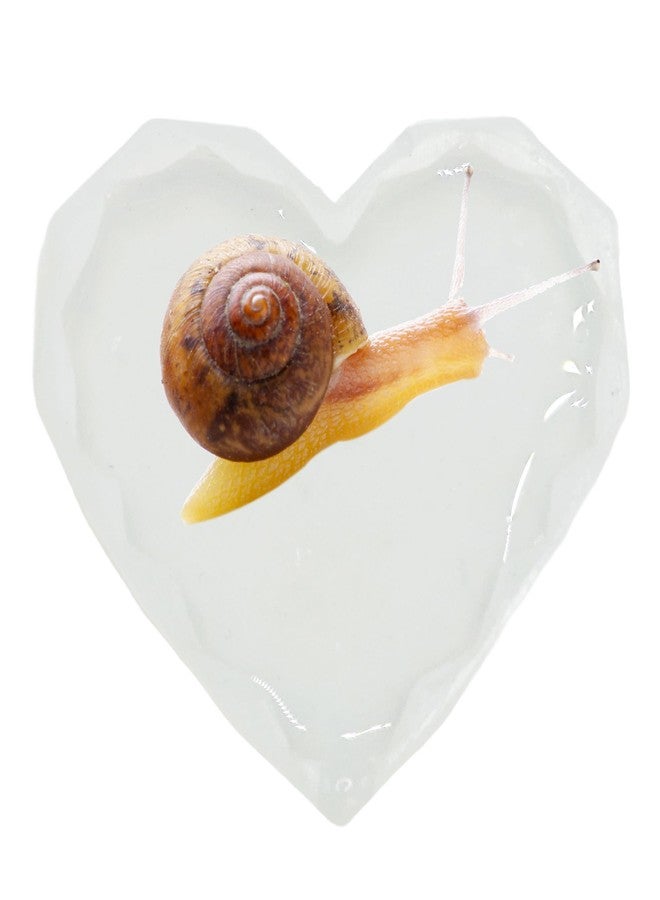 2 Pack Snail Water Dish for Giant African Land Snails Water Bowl Silicone Snail Calcium Bowl Snail Feeder Dish Pet Land Snail Supplies - Image 1