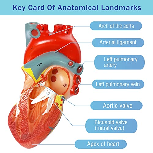 EVOTECH SCIENTIFIC Human Heart Model for Anatomy - 2-Part Life Size Medical Heart for Classroom and Cardiology Study - Image 5