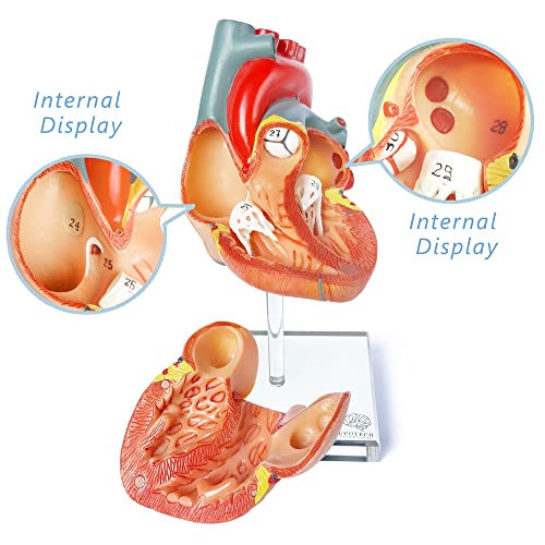 EVOTECH SCIENTIFIC Human Heart Model for Anatomy - 2-Part Life Size Medical Heart for Classroom and Cardiology Study - Image 4