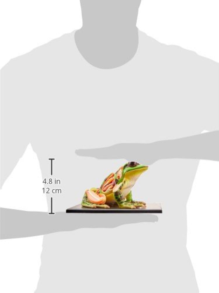 TEDCO 4D Vision Frog Anatomy Model with 31 Detachable Parts and Illustrated Guide - Image 4