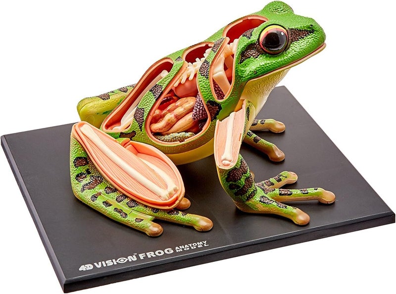 TEDCO 4D Vision Frog Anatomy Model with 31 Detachable Parts and Illustrated Guide - Image 3